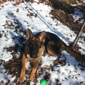 Meet your Posher, Junior